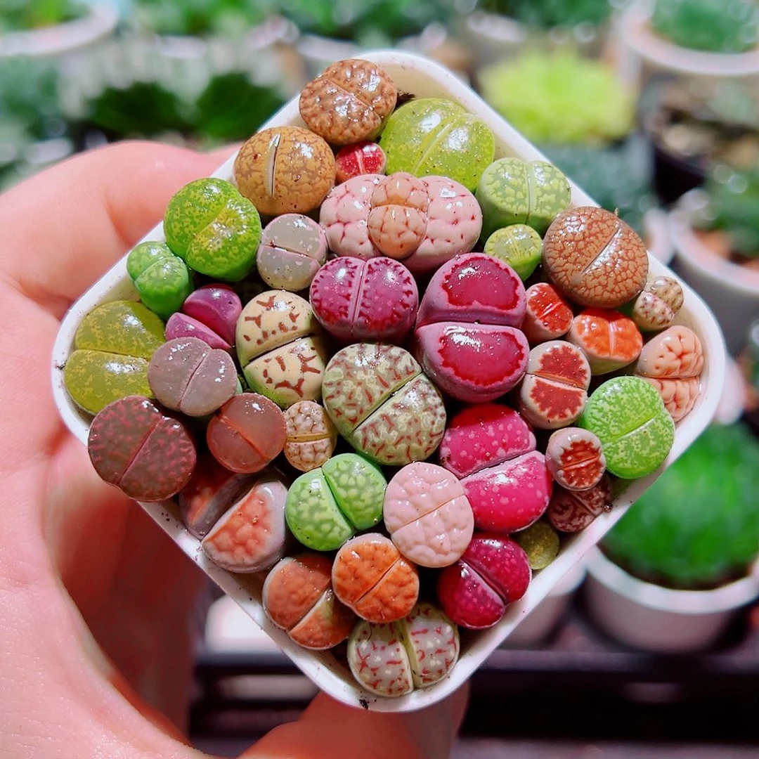 生石花多肉多肉多肉