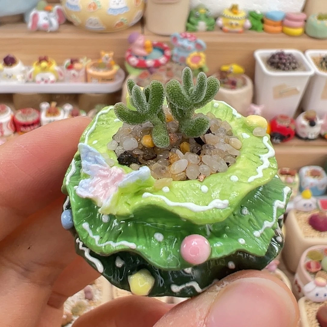 多肉植物29号圣诞树