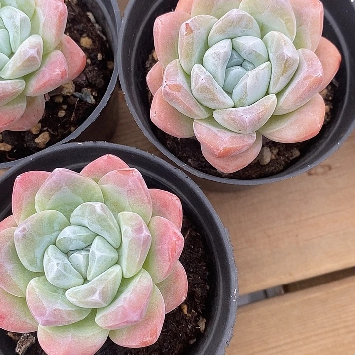 冰玉单头，福利多多