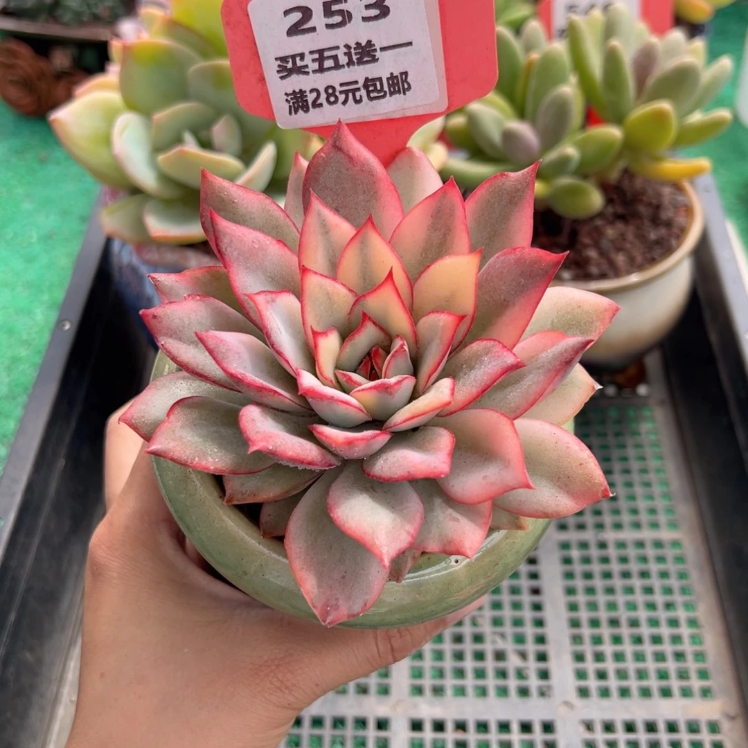 表妹精品多肉植物253.
