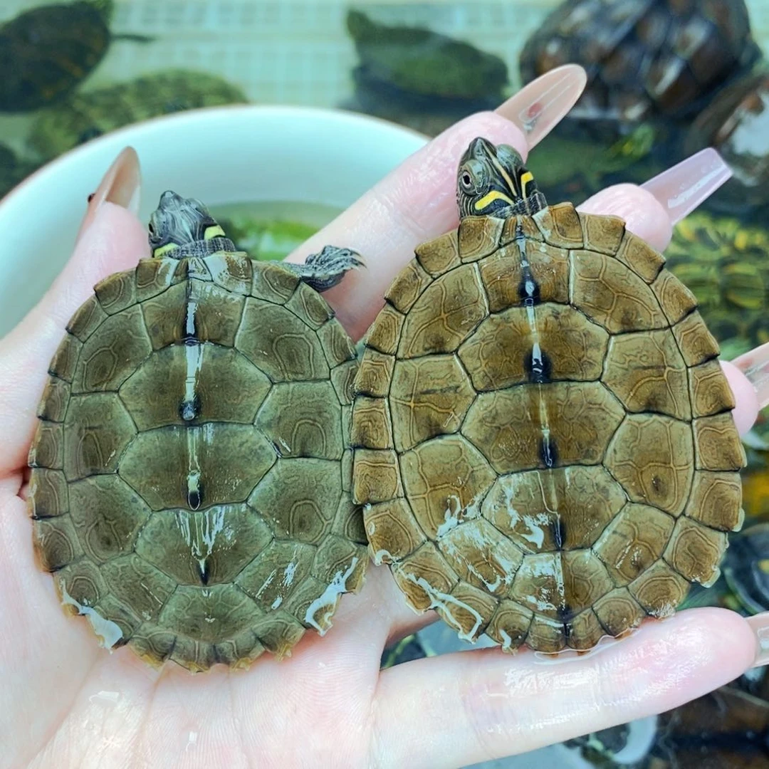 不分公母宠物龟深浅地图一对
