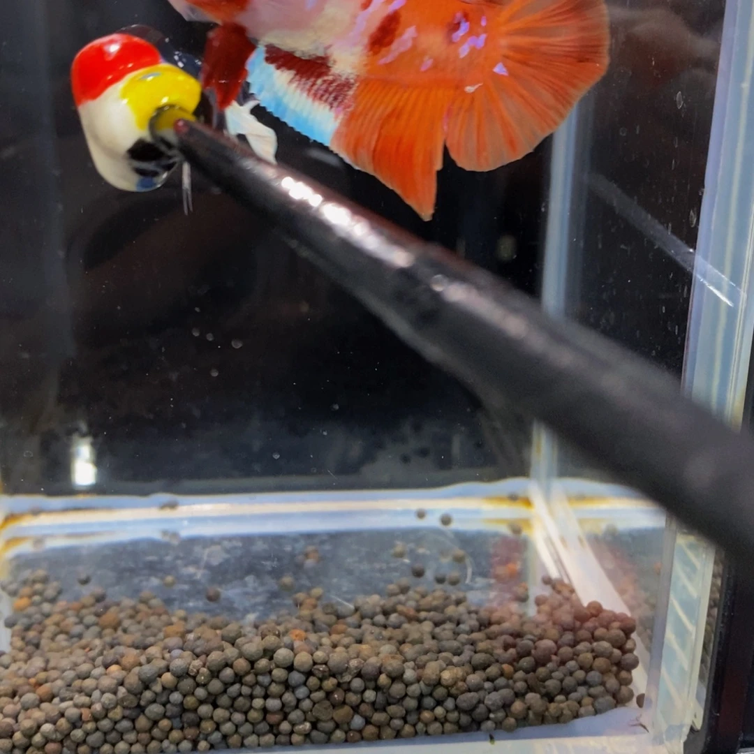 斗鱼296巨斗1111111