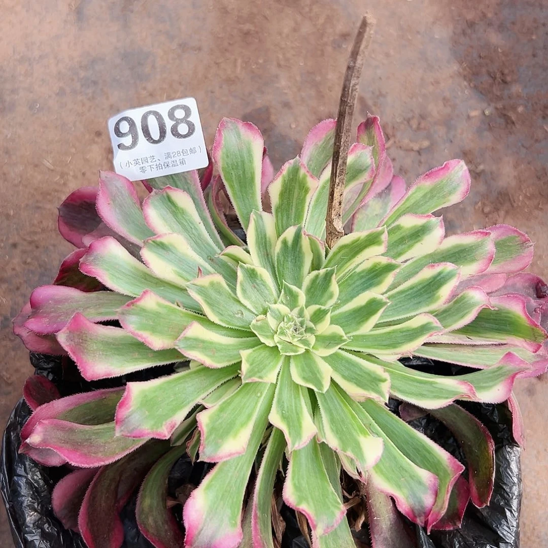 天河908多肉植物多肉植物