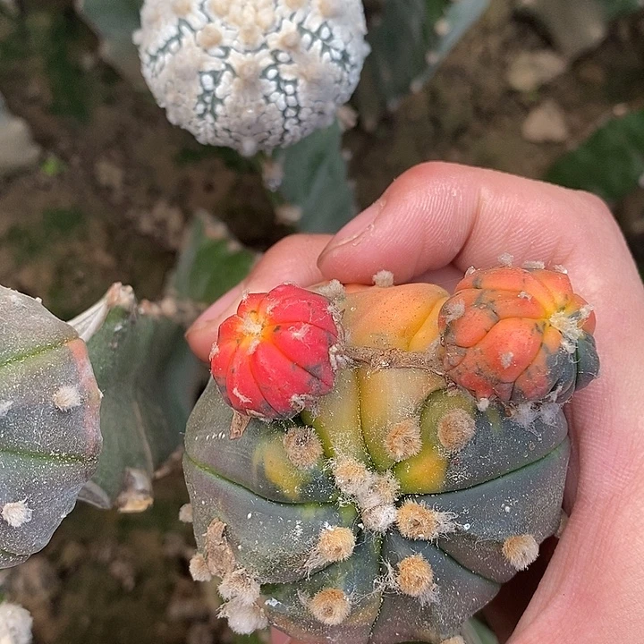 三角苗接精选兜锦