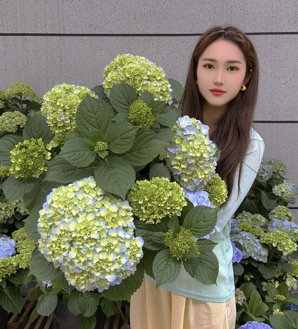 【大海蓝】5年老桩特级大花绣球大冠服耐热好养爆花多季阳台庭院