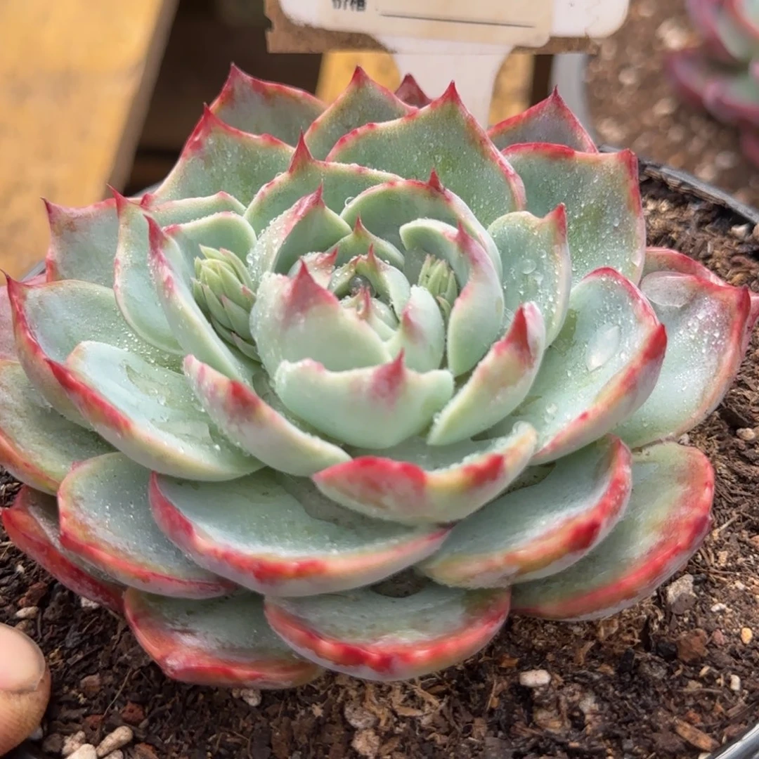 惊鸿一物一拍包装收缩花旱781