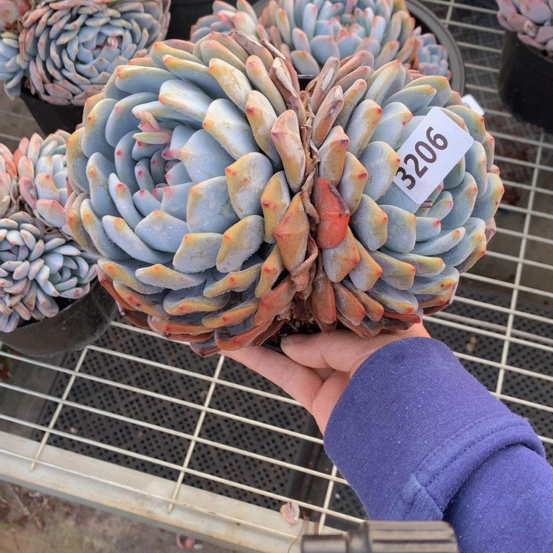 叮*3206双男士长袖男装春装男