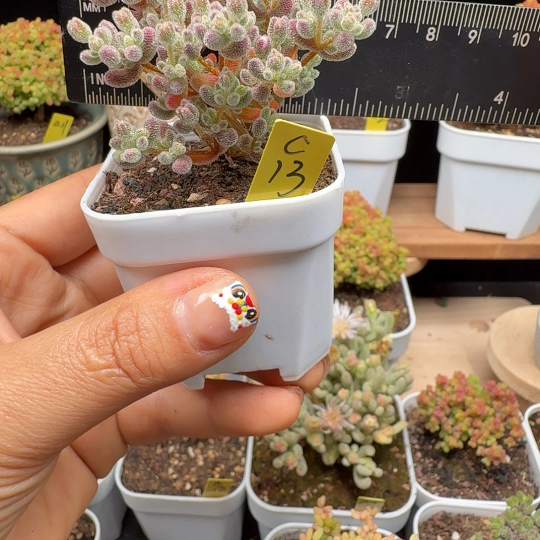 ?***c13号冰晶冠服5厘米