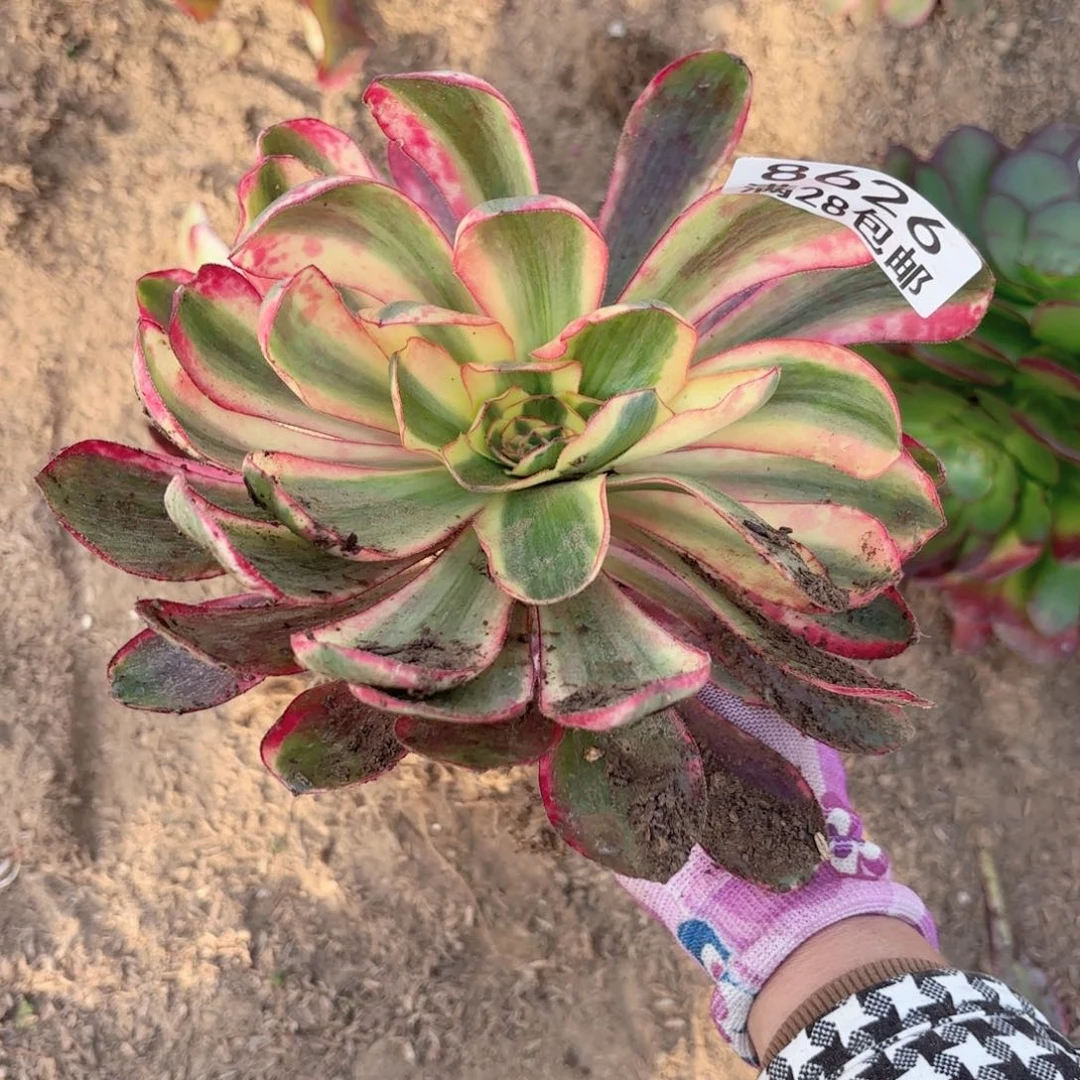 一**城E. 8626阿波罗多肉