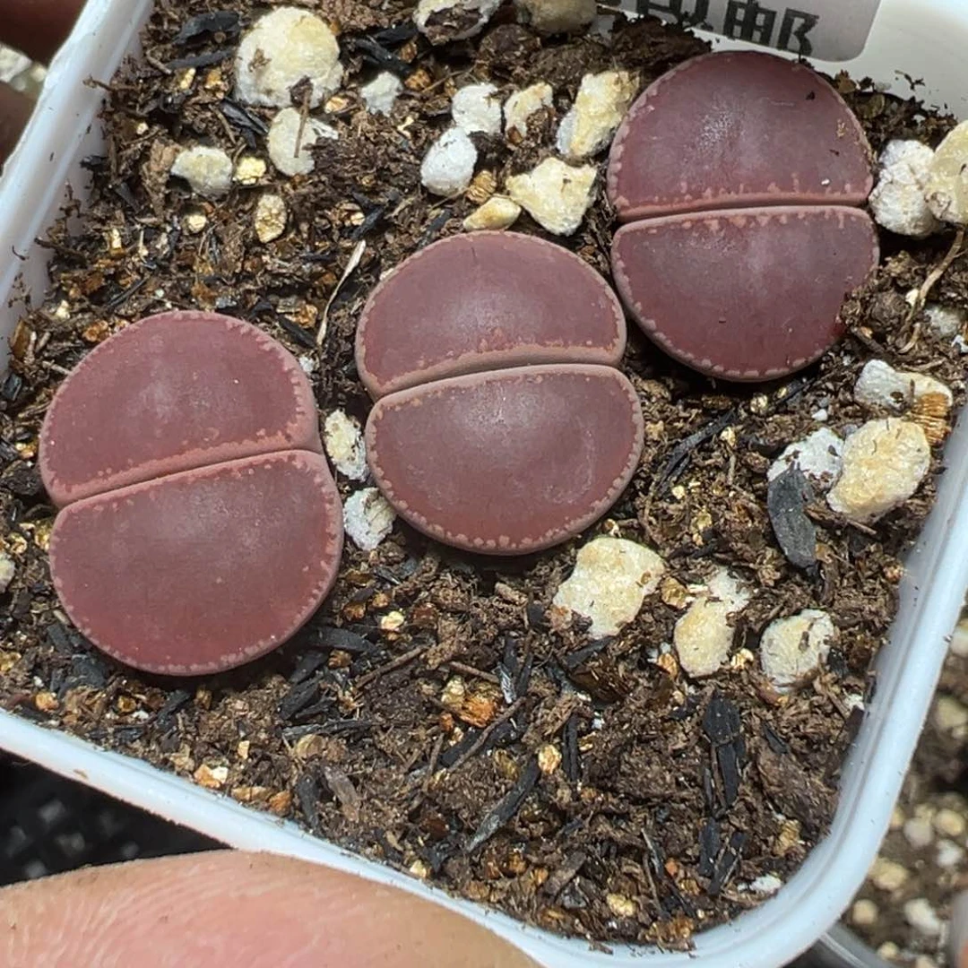 【闪购商品】 074。