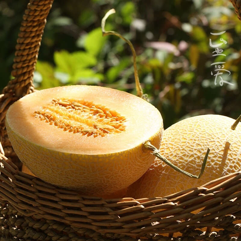 新疆至爱蜜瓜哈密瓜 新疆直发哈密瓜吐鲁番火焰山哈密瓜