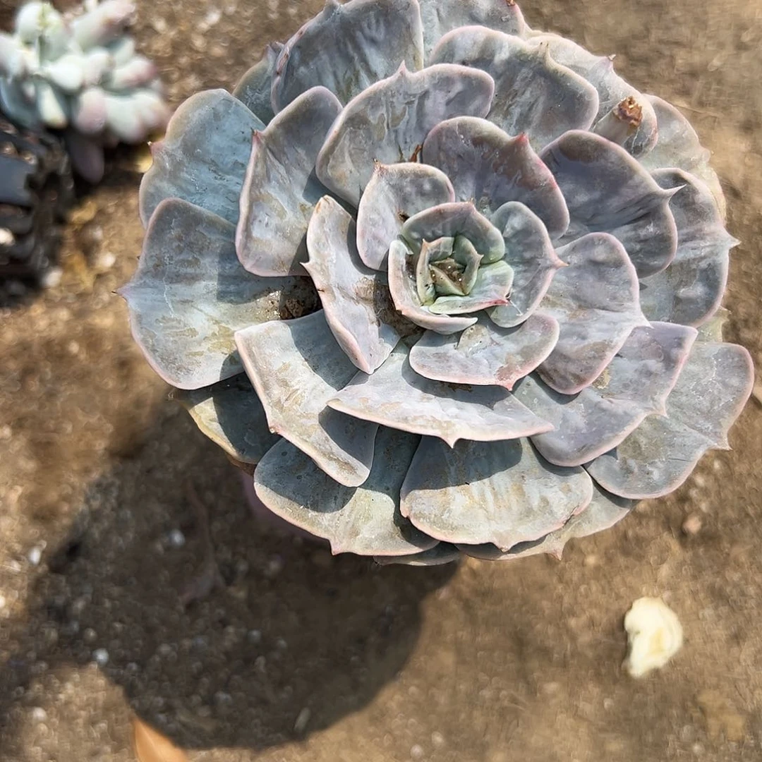 多肉植物漫威石化