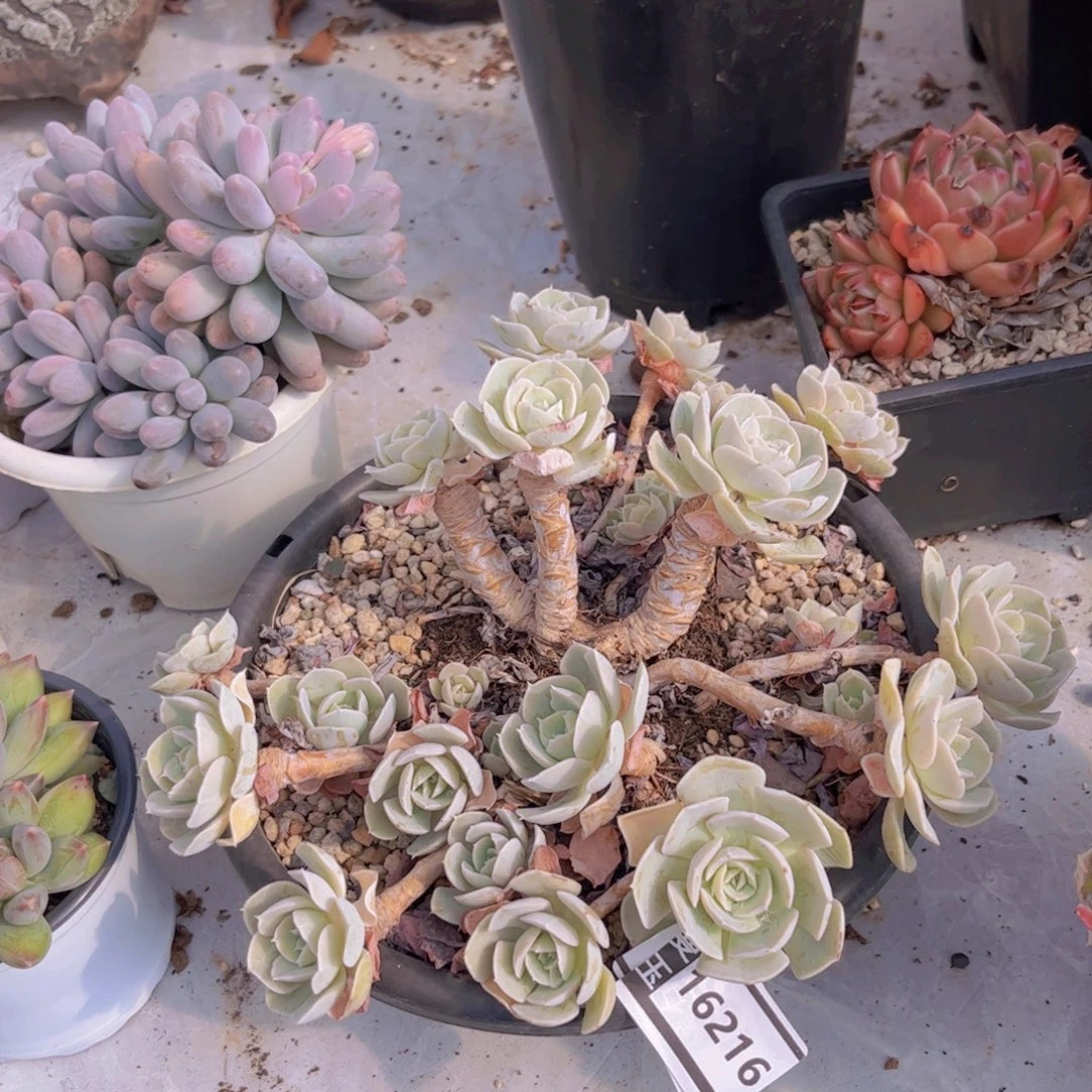 鲁氏多肉植物16216