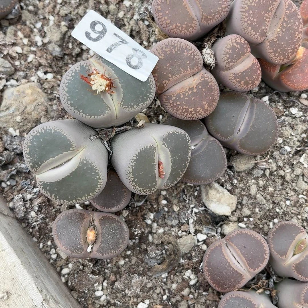 一***妈生石花一物一拍2颗978