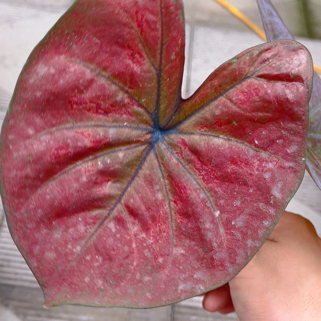 完全开放泰彩一物一拍1552