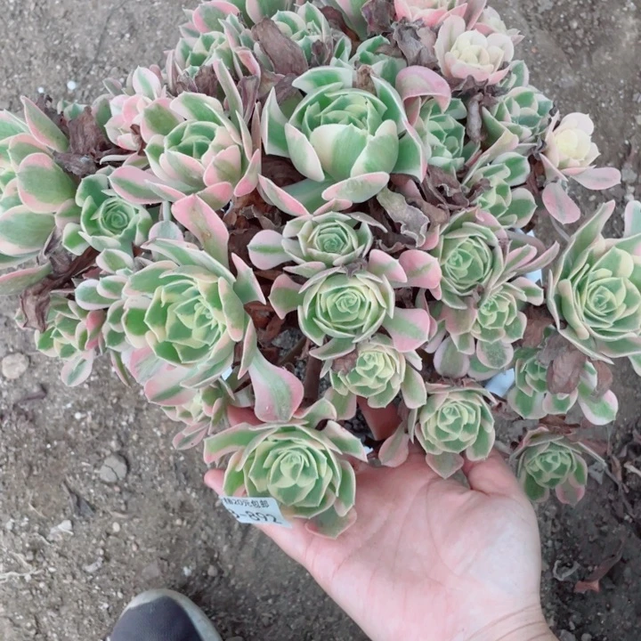 892粉女郎多肉1234578