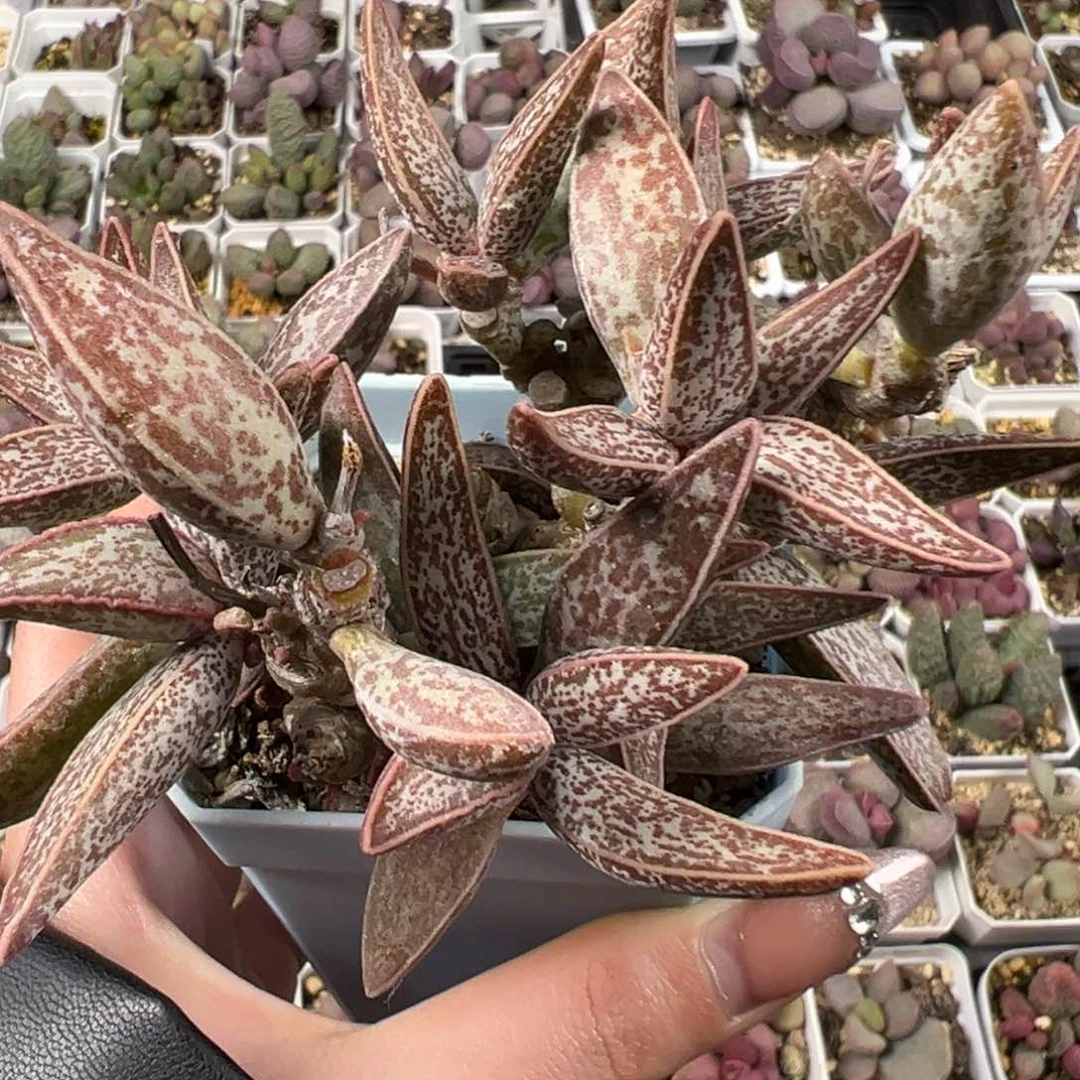 红太平老桩多肉植物水泡