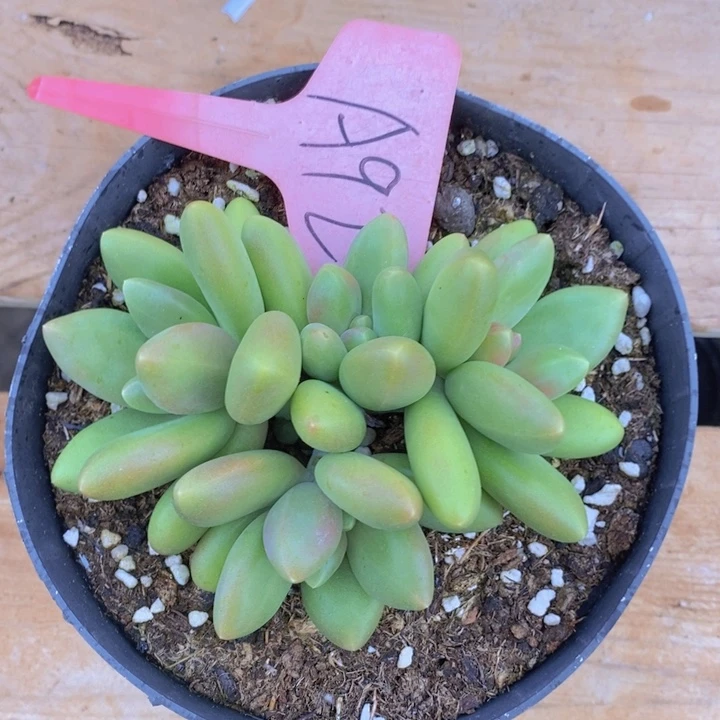 你不去上班就好的