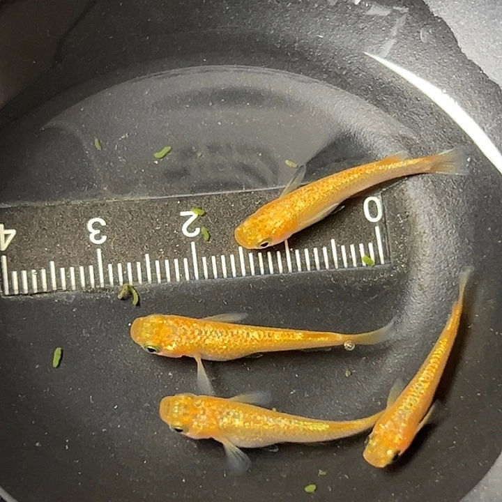 青鳉鱼阳光一组66
