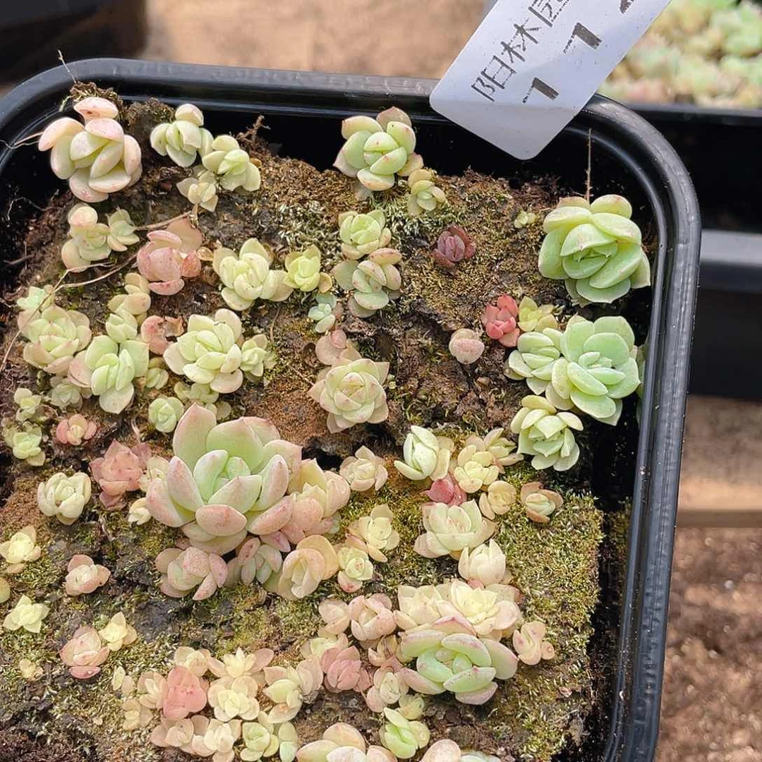 多肉植物多肉植物112