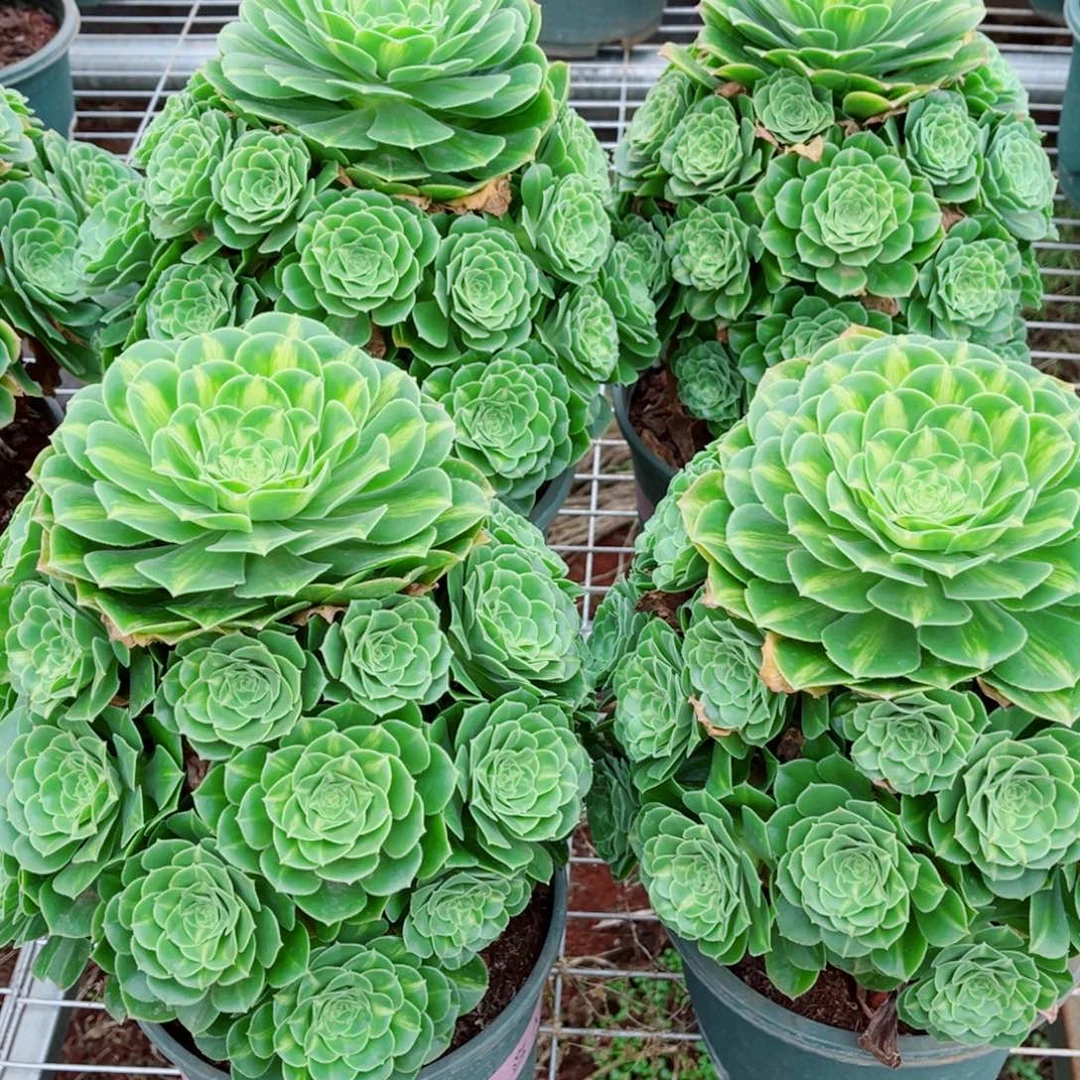 模特五彩琉璃量拍多肉法师一个