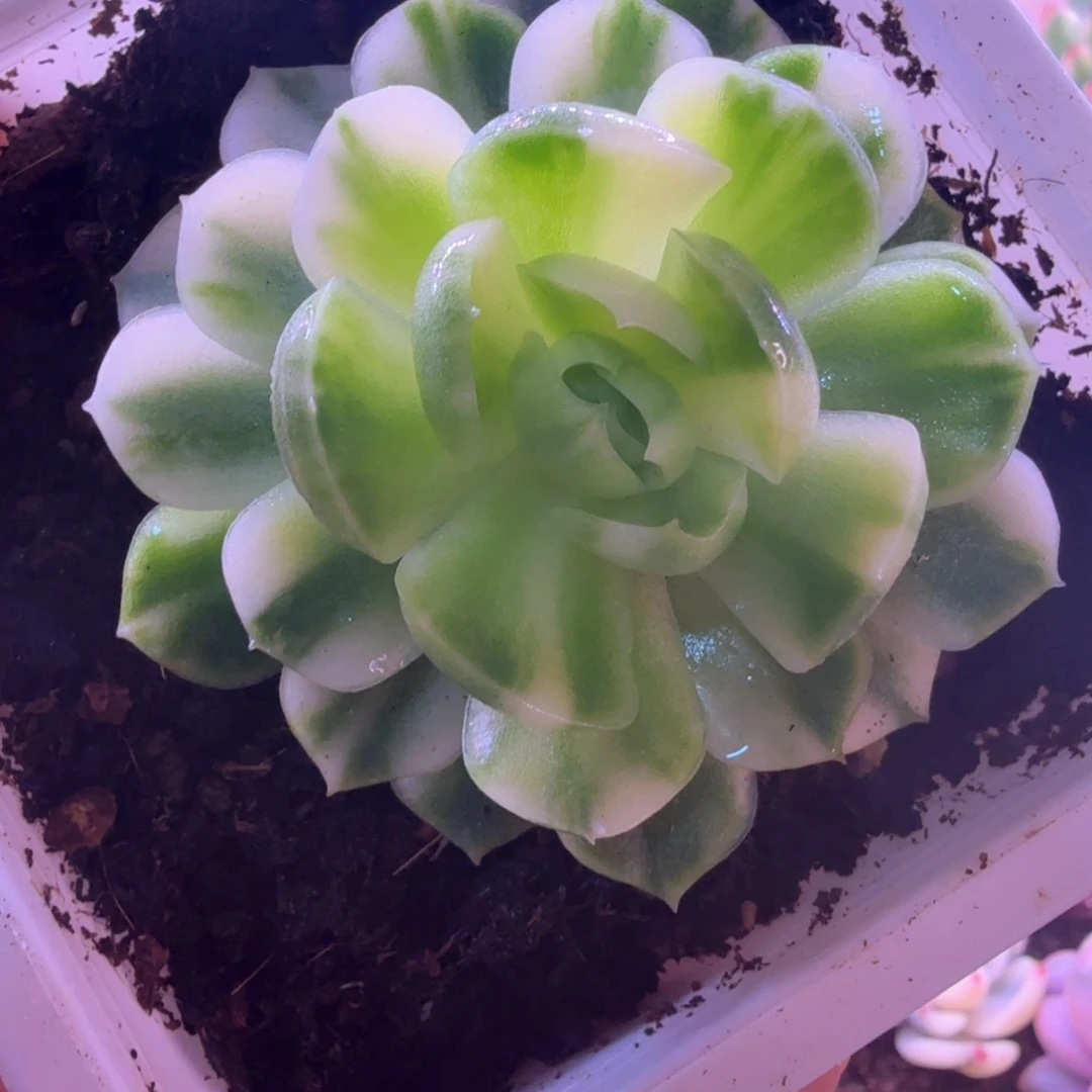 彩虹贝瑞 多肉植物