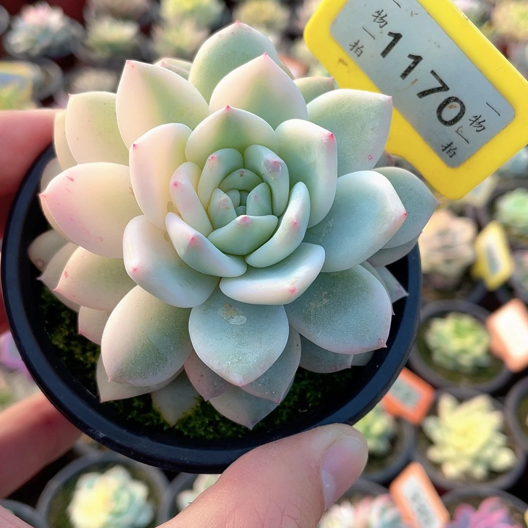 梦露锦1170号多肉