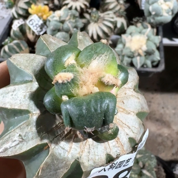 984三叉尤蛋蛋青瓷牡丹