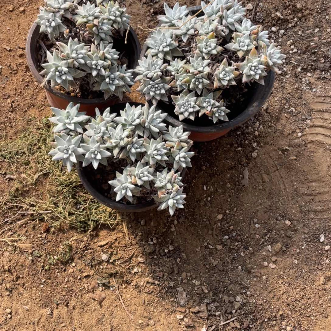 白菊3盆一物一拍