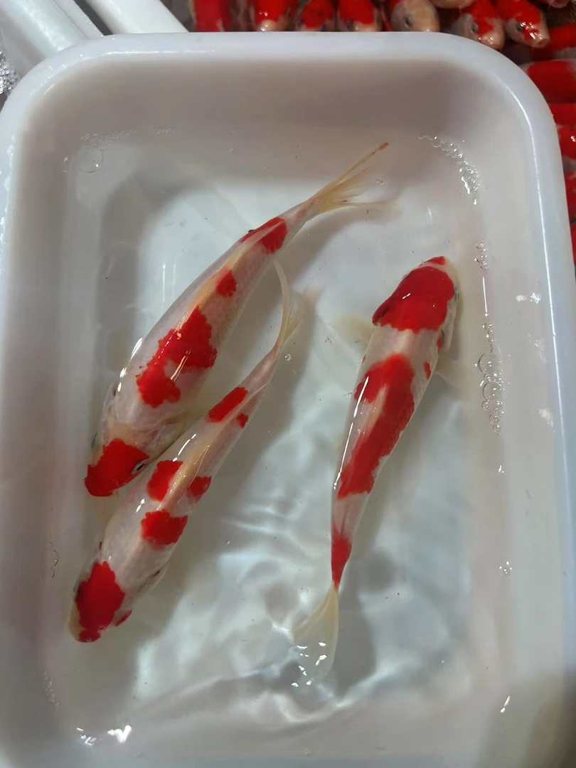 1号链接观赏鱼直播下单