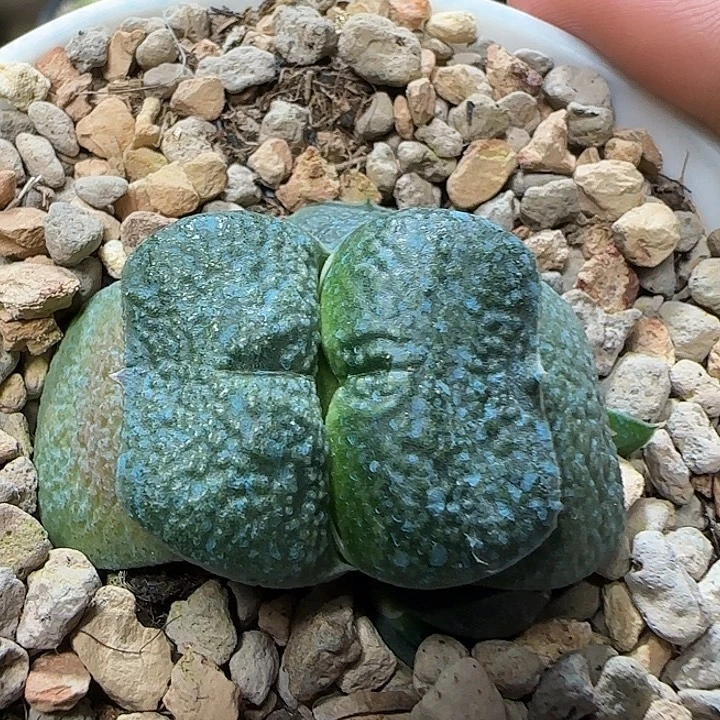 短厚叶军配卧牛带侧芽