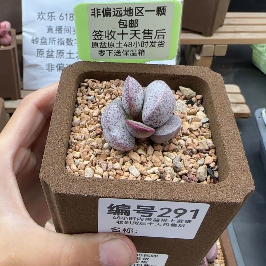 春****队291浮尘补差多肉