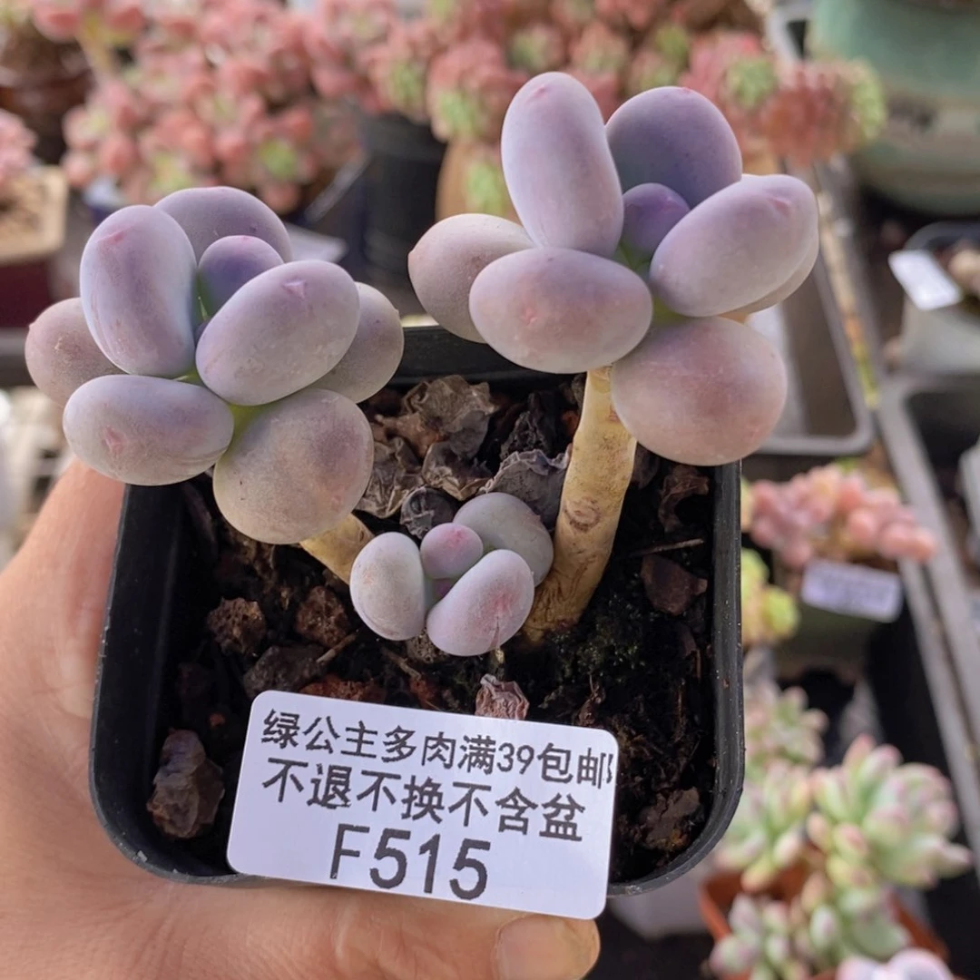 彩虹奶6cm515多肉植物