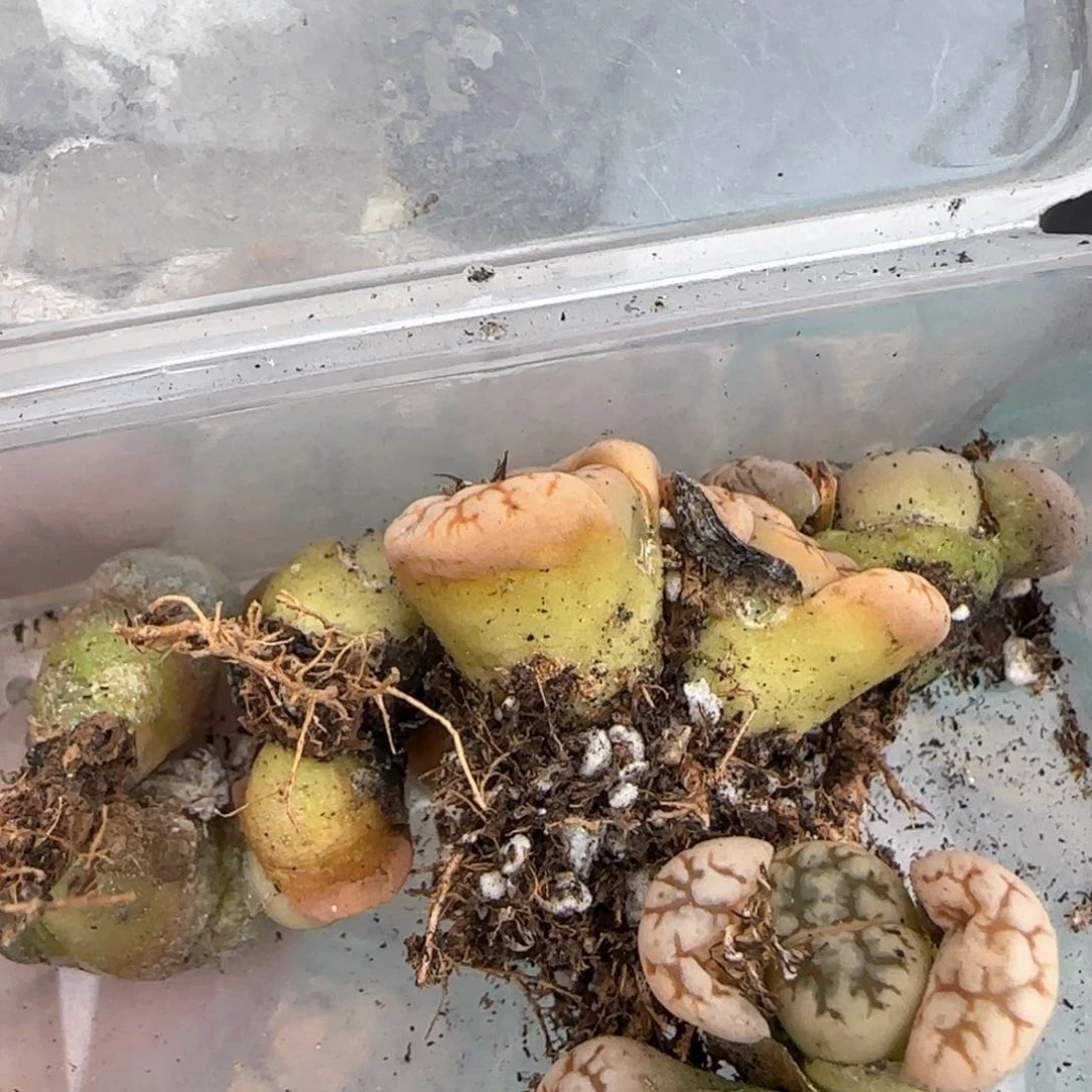 3.13。 5043补差。