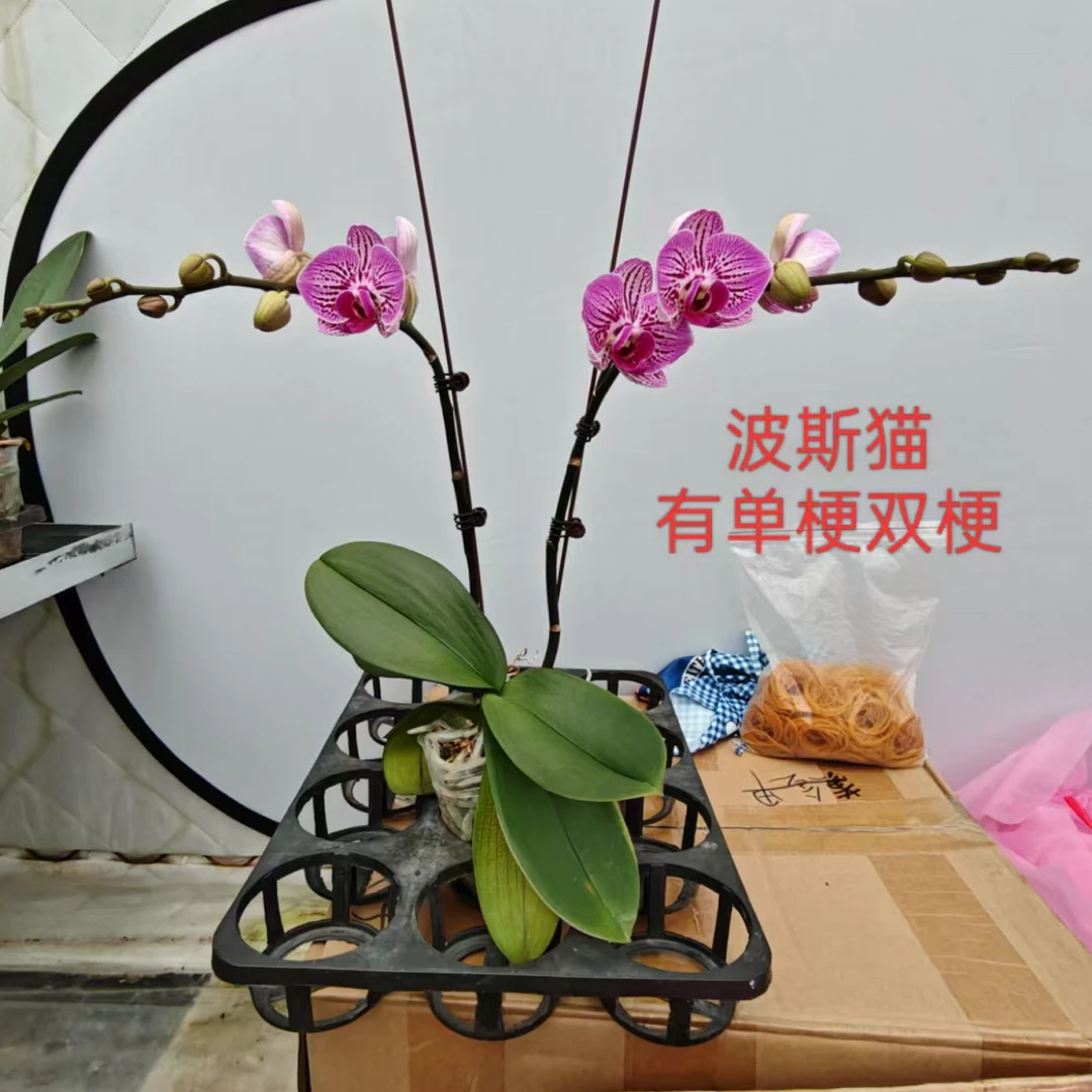 (叶片微瑕疵)3.5寸波斯猫双梗蝴蝶兰盆栽带花带花苞开花株好养