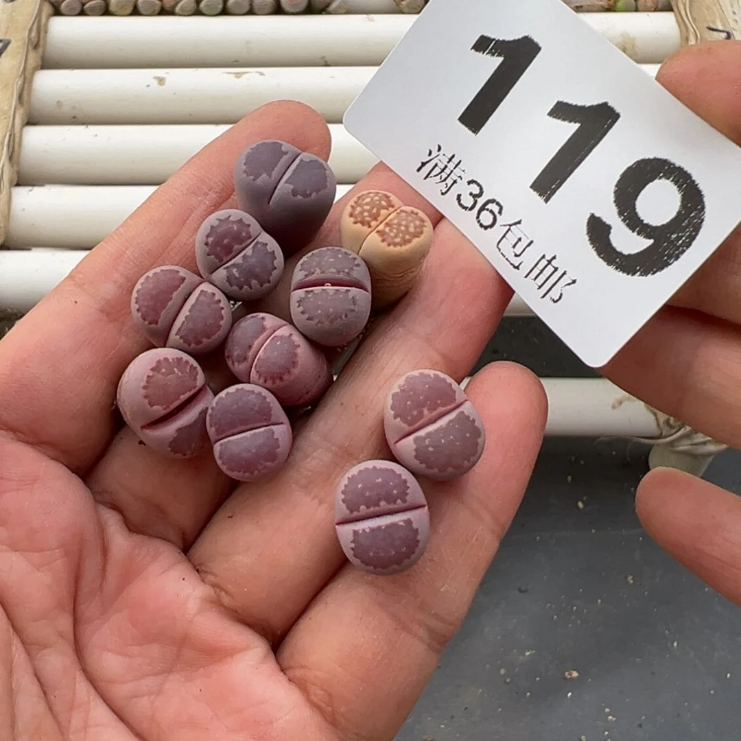 3.6好看的多肉脱土发货119