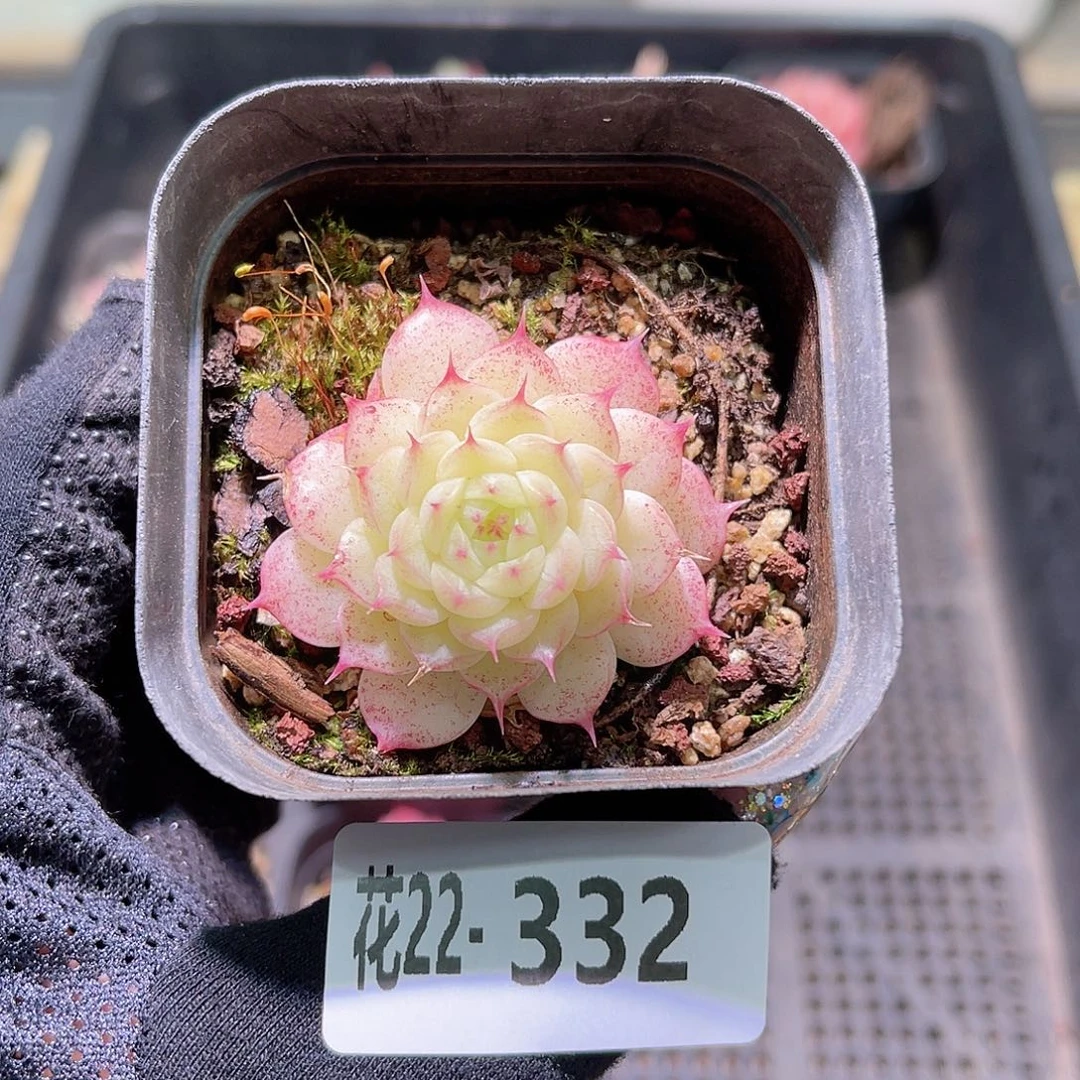 花利美22-332海王