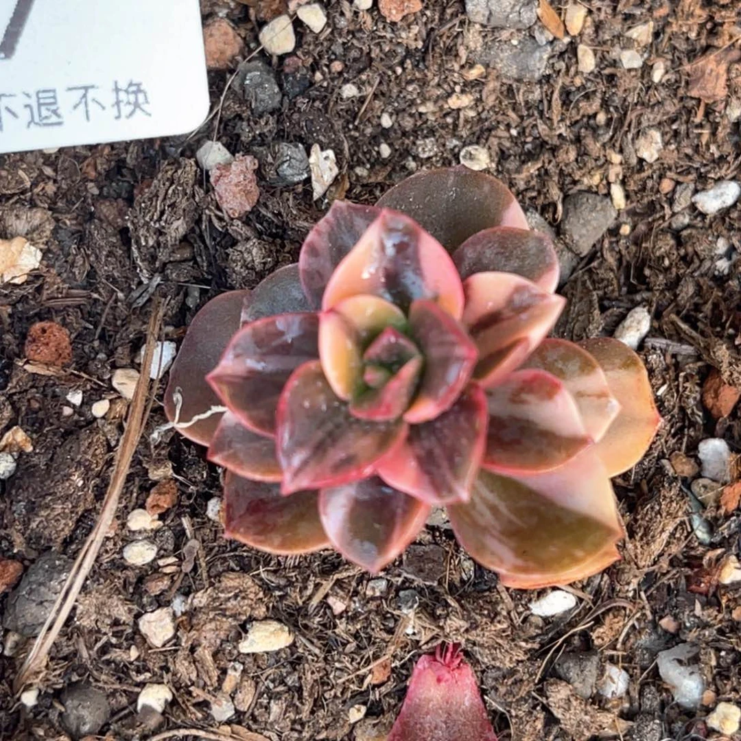 ℡****?多肉特价巧克力方砖锦7077