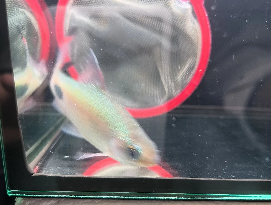 海水鱼紫红两点鲫9