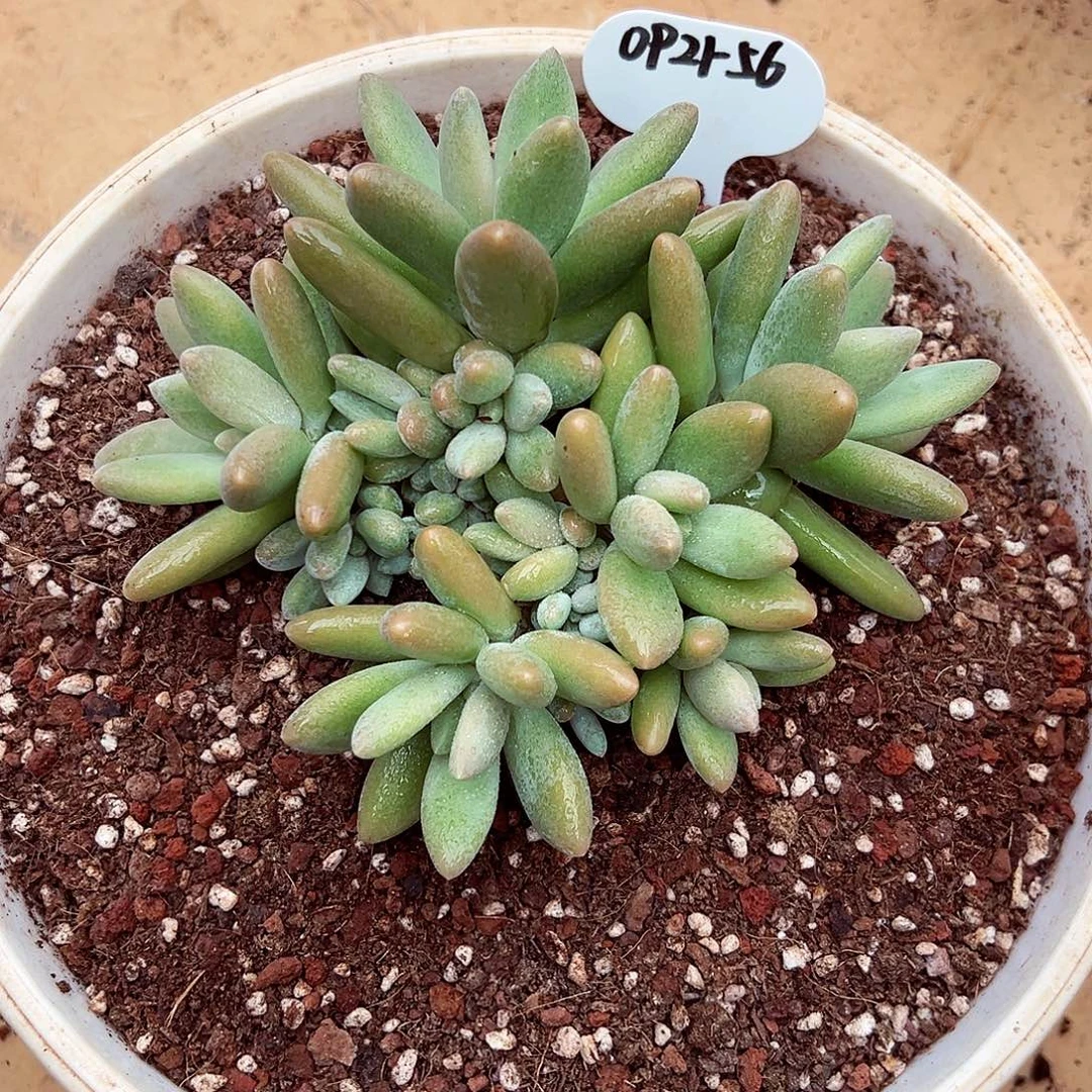 0921-56白兰地群。