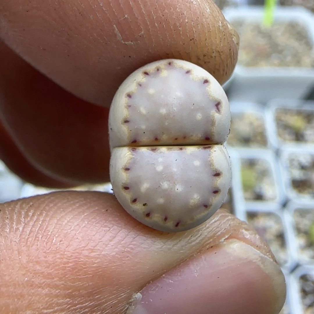 780 生石花大棚直播