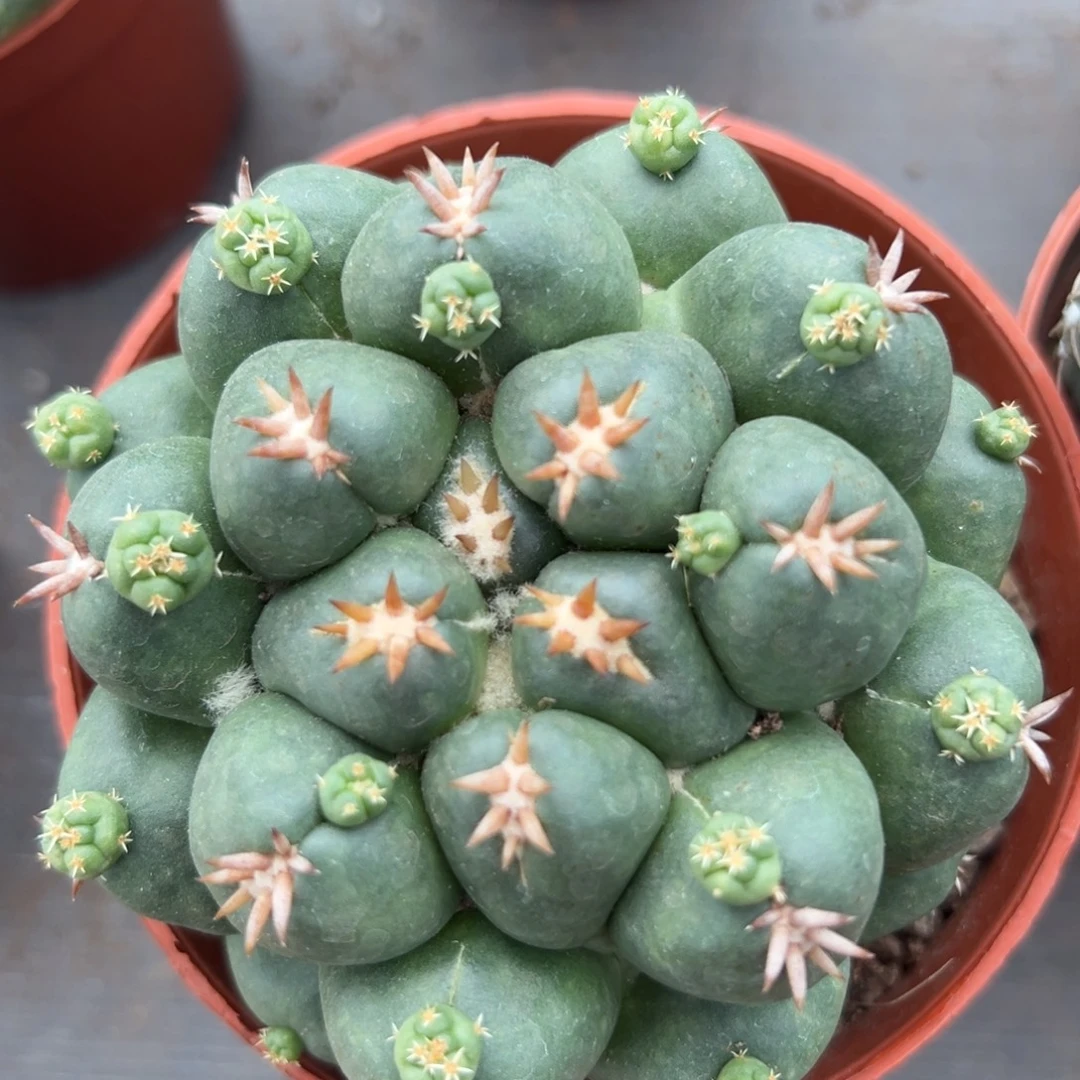 短豪刺象牙随机一颗。