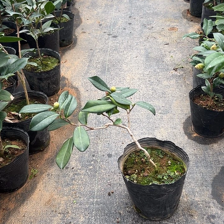 大部分花苞少量开放，九拐十八弯