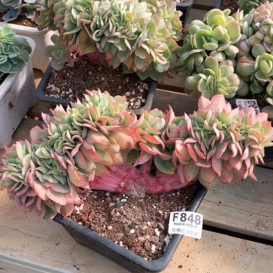 霞光缀化848 退款拉黑需延迟发货