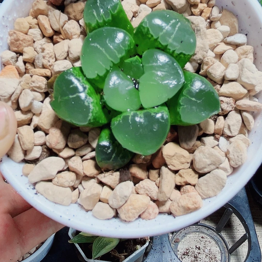 姬翠寿多肉植物6666