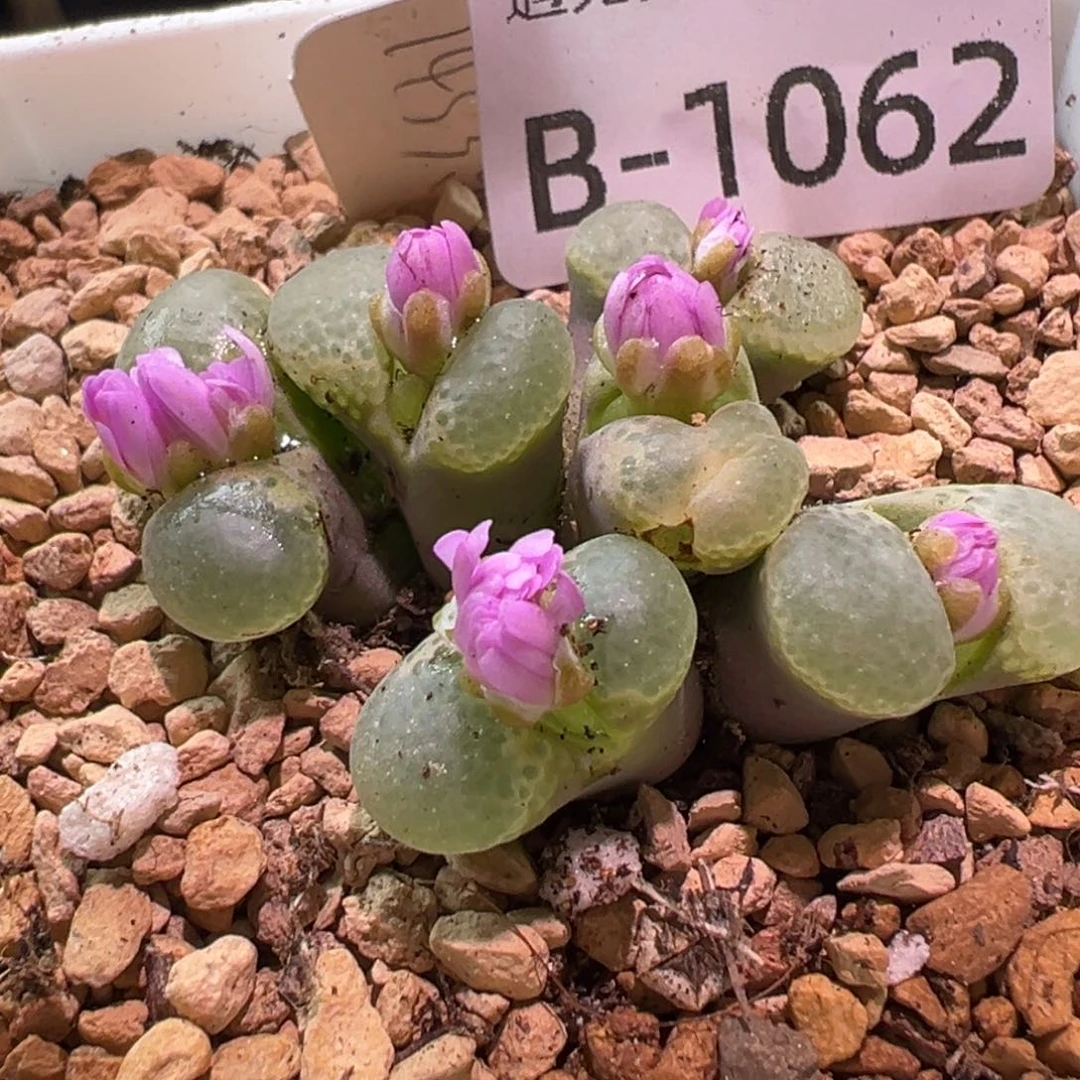 多肉植物1111111111111