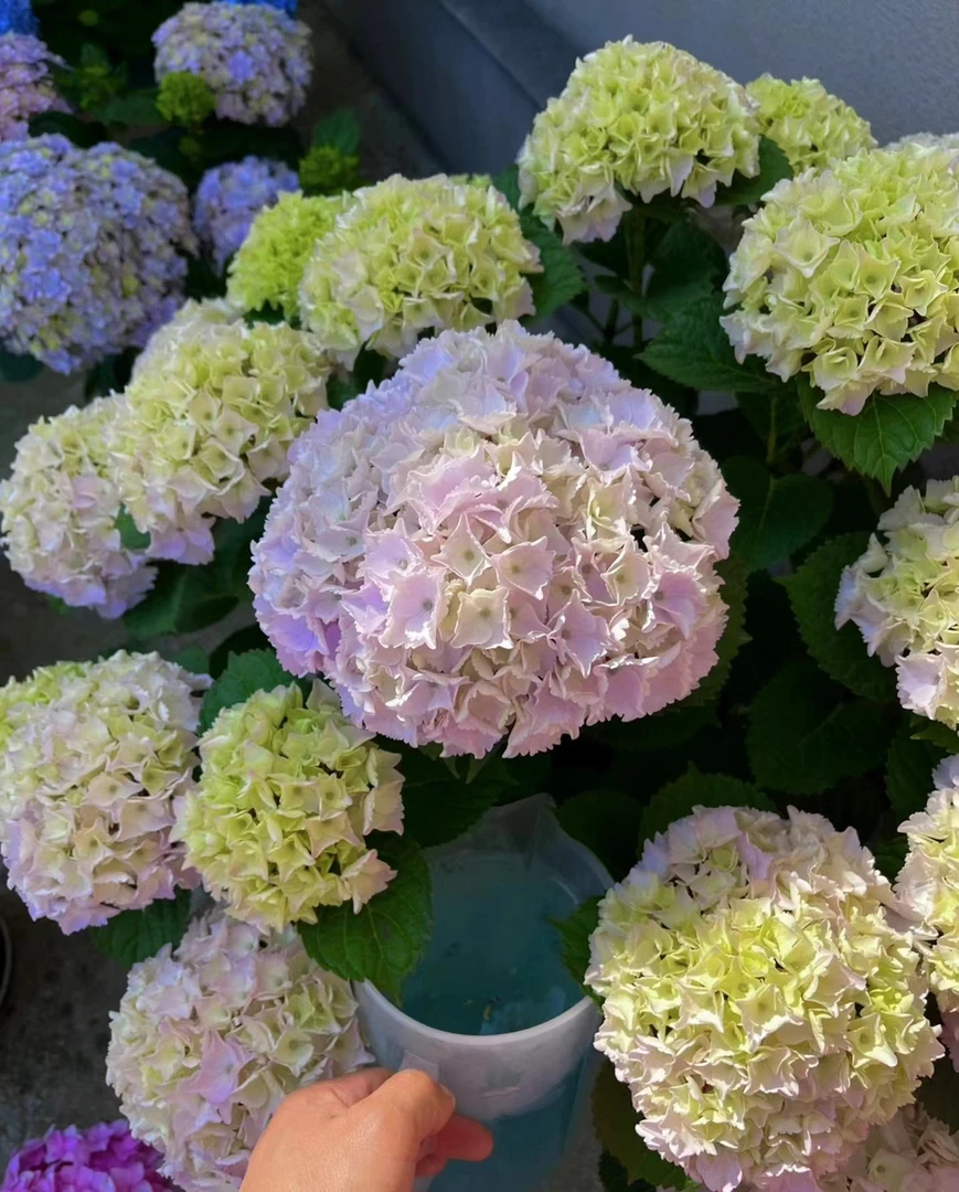 大花绣球带花苞的绣球花直立性好宜阳台庭院