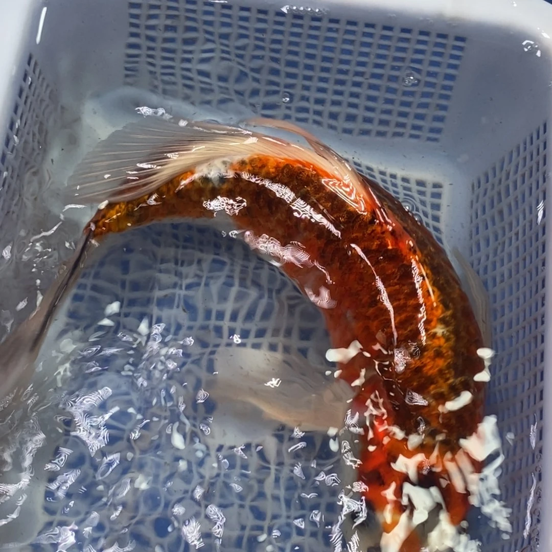 锦鲤冷水锦鲤包邮