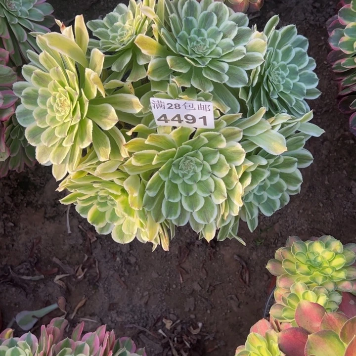 4491碧浪多肉植物