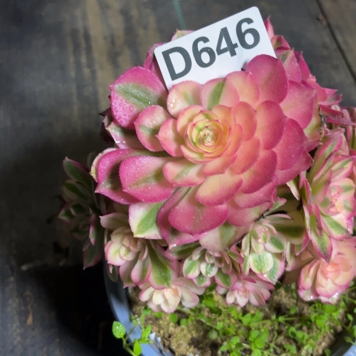 瑞妈一物一拍646